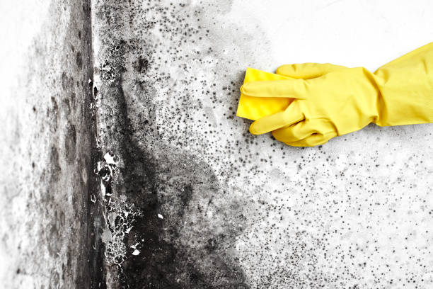 Best Commercial Mold Removal  in Warm Springs, OR
