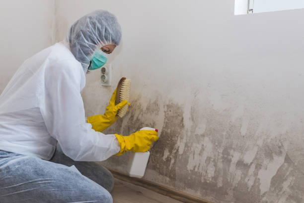 Best Fast Mold Removal  in Warm Springs, OR