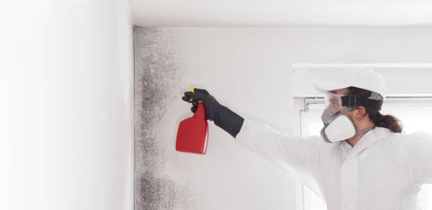 Best Black Mold Removal  in Warm Springs, OR