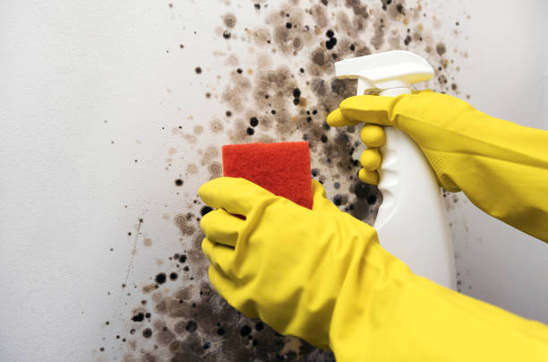 Best Mold Cleaning Services  in Warm Springs, OR