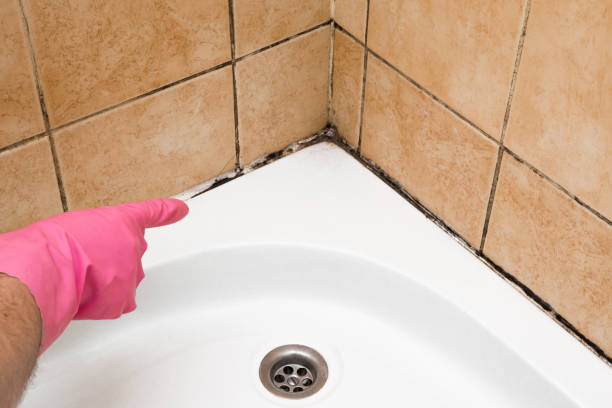 Best Local Mold Removal Service  in Warm Springs, OR
